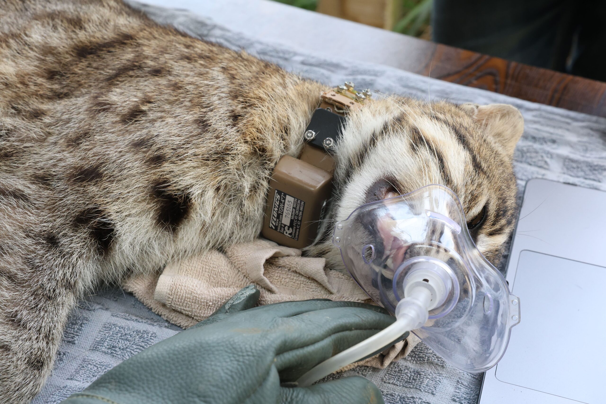 Beaten Fishing Cat Thrives After Bangladesh Rescue