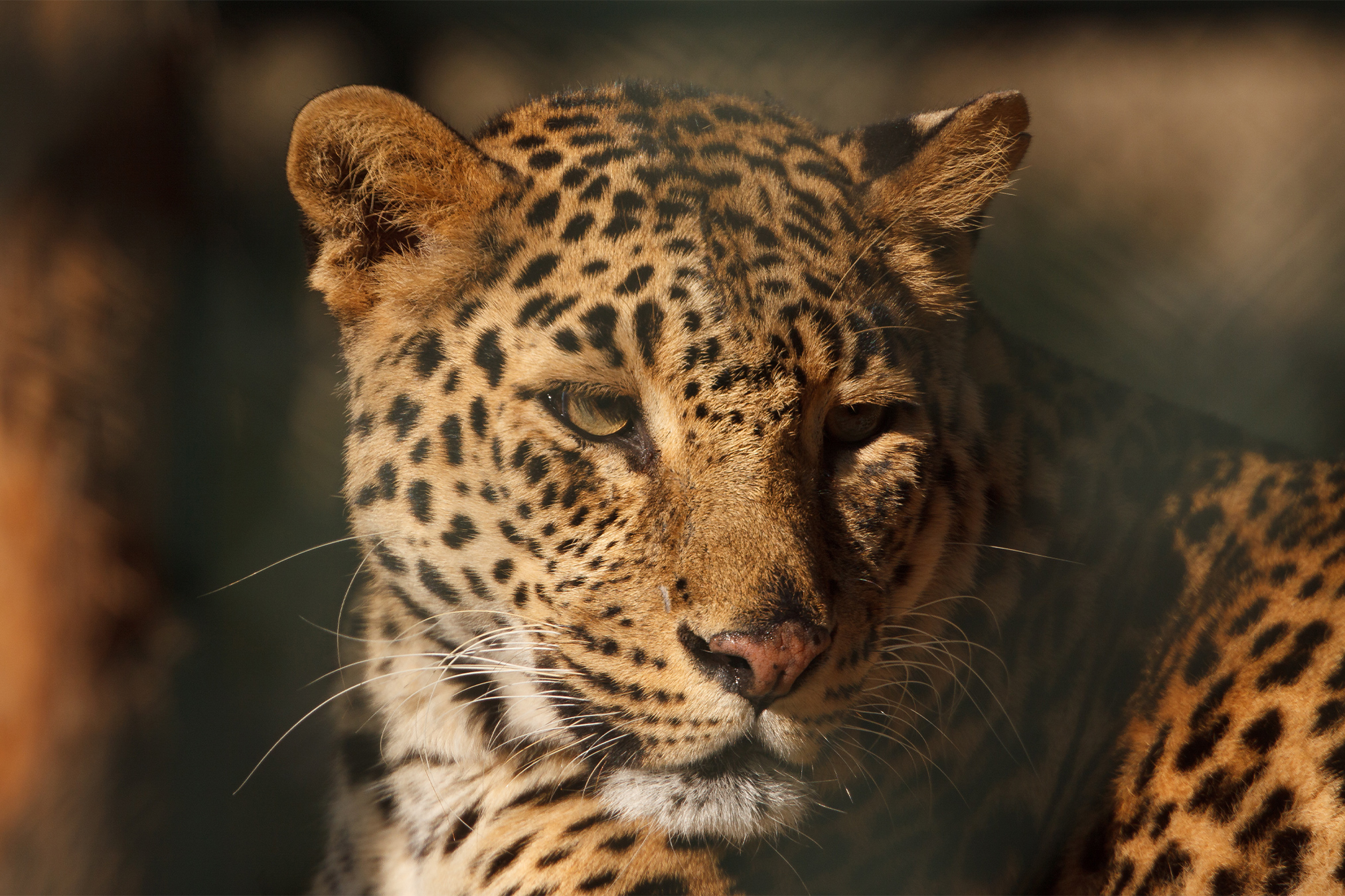 Nepal Tests Invisible Scent Fences to Protect Big Cats