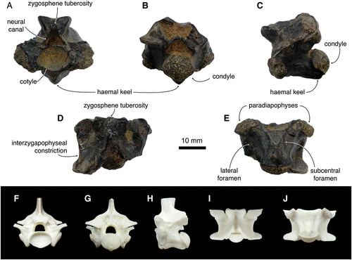 Giant Python Fossils Found in Taiwan After 400,000 Years - Image 2