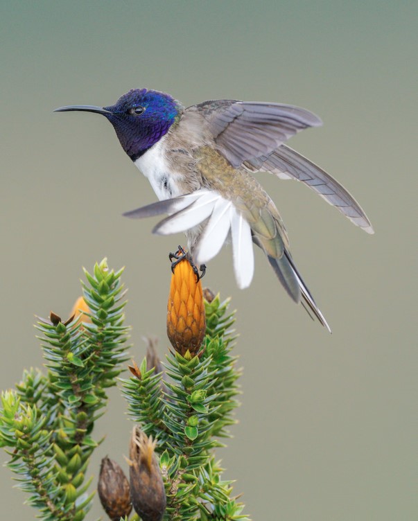 One Bird Discovery Led to Saving 1,350 Species in Ecuador