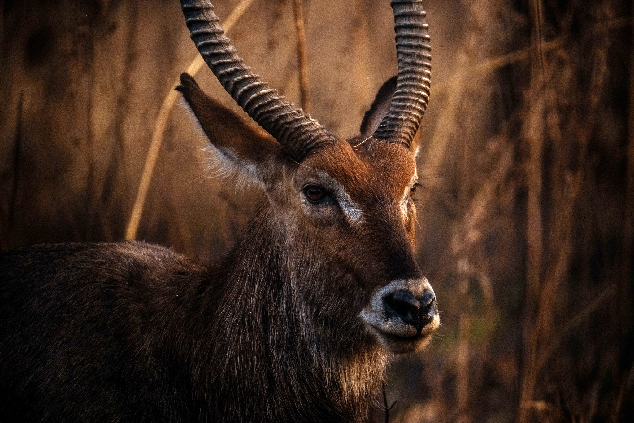 Senegal Park Rebounds From Danger List to Wildlife Haven