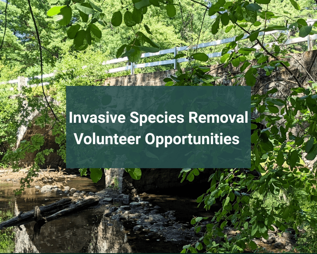 Keene Residents Rally to Save Parks from Invasive Species