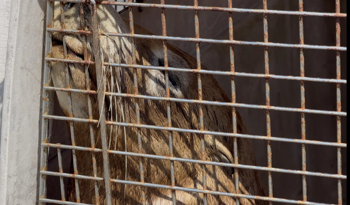 Tour Boat Captain Helps Save Entangled Sea Lion