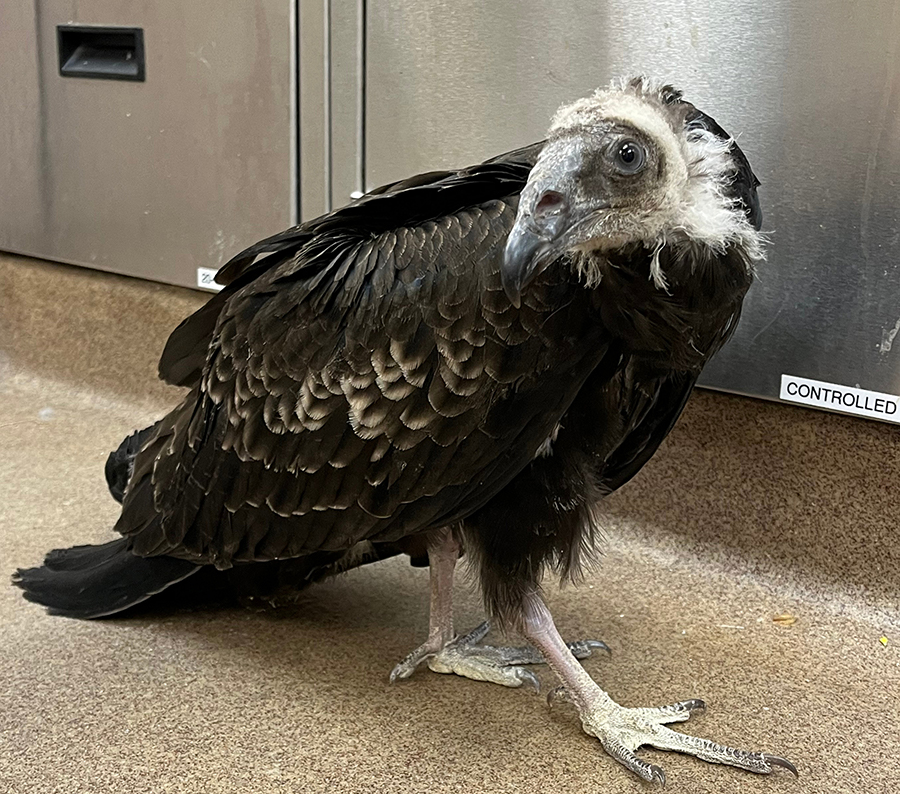 Baby Vulture Rescued from Big Sur Fire on the Mend