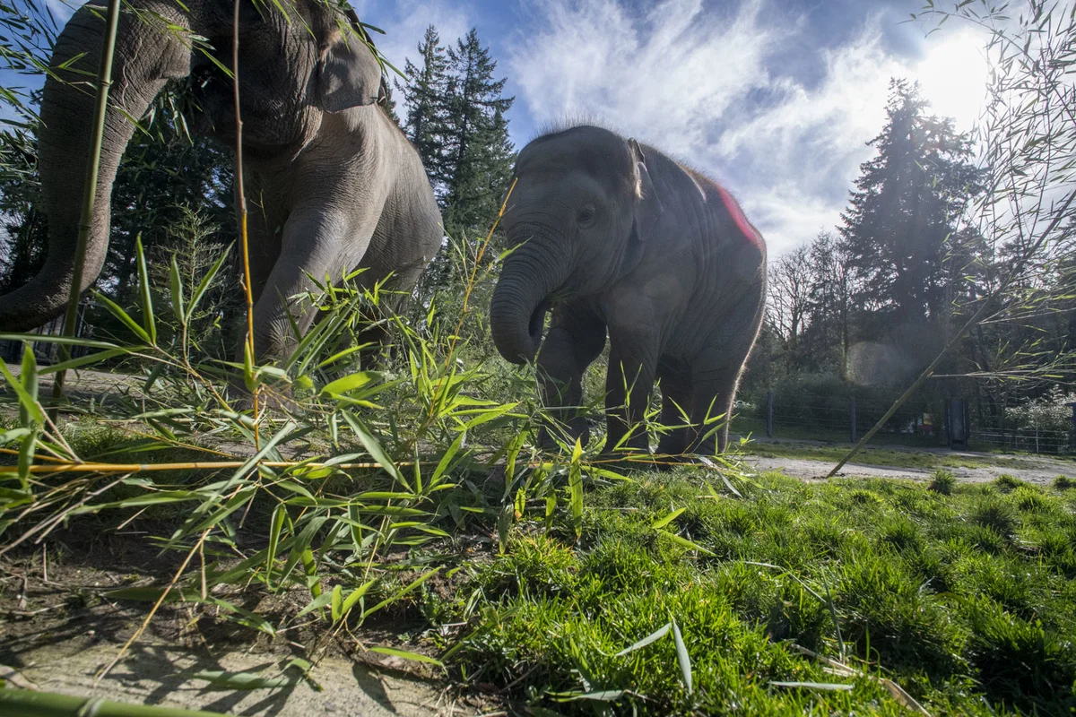 Elephant Calf Tula-Tu Stabilizes at Oregon Zoo