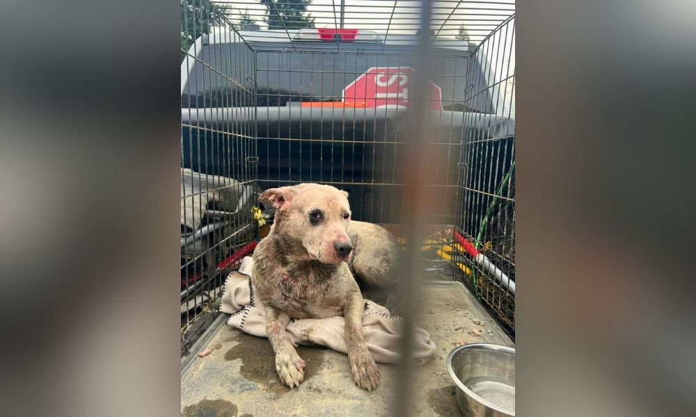 Oregon Firefighters Use Drone to Save Dog From Muddy Pond