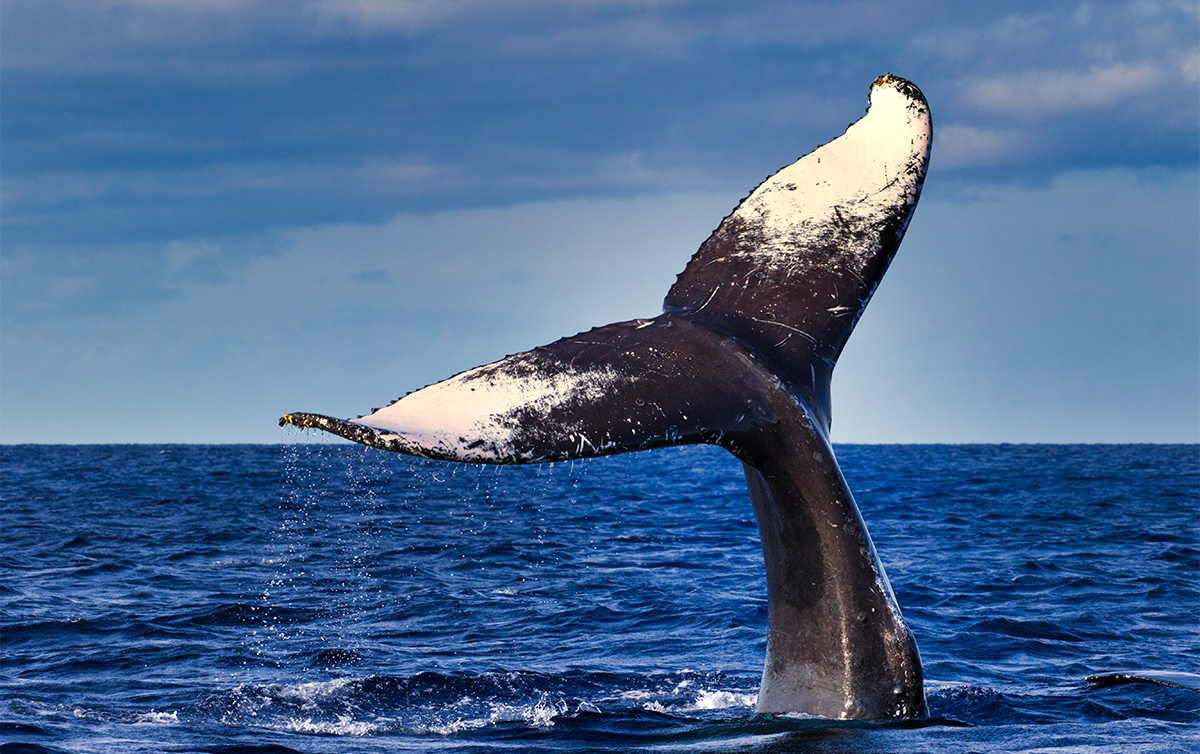Humpback Whales Break Record With 9,400-Mile Ocean Journey