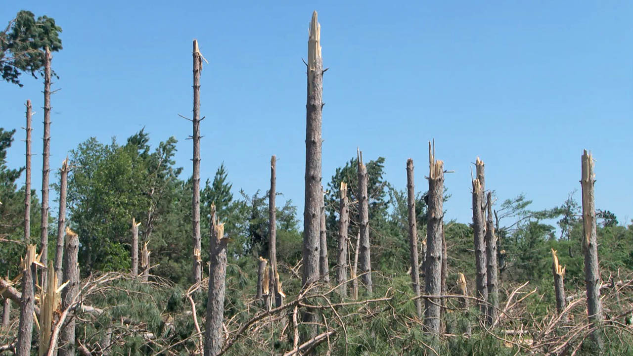Bemidji Gets 5,000 More Free Trees After Sellout
