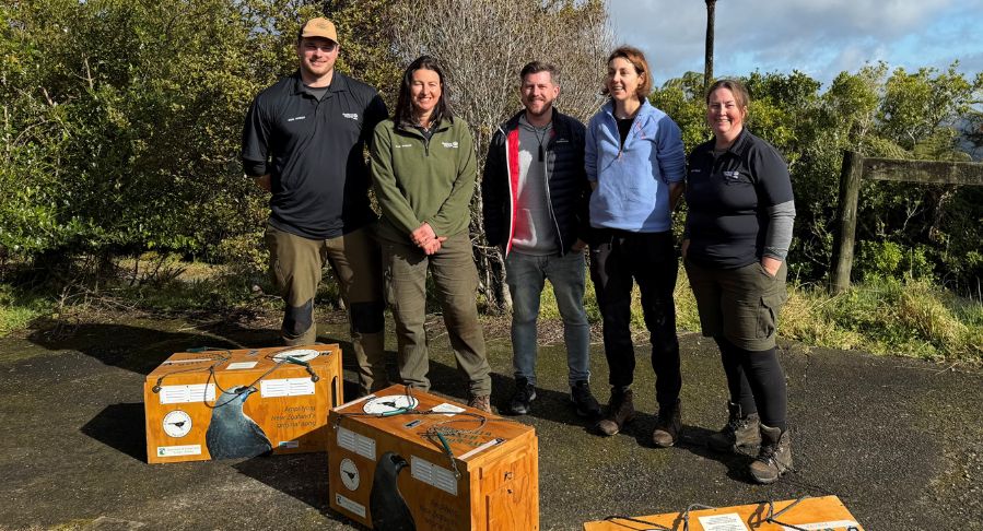 Conservation rangers holding native New Zealand kōkako birds before translocation to restore northern populations
