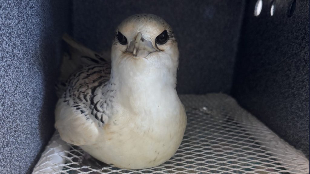 Teen Sailor Rescues Struggling Seabird Off Kauaʻi Coast