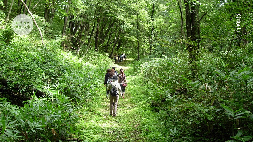 Forest Bathing Boosts Immunity and Protects Your Lungs