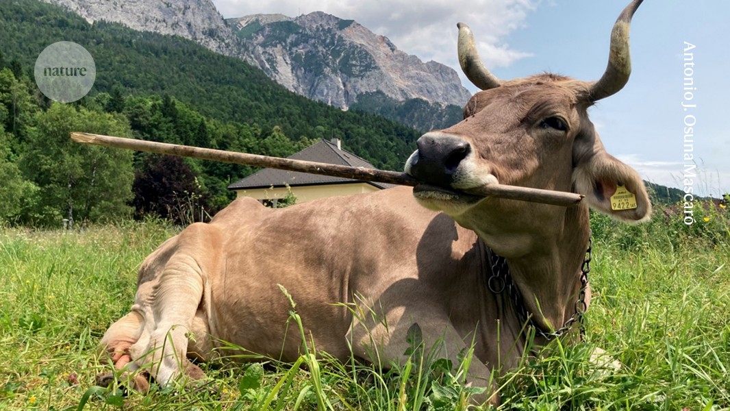 Veronika the brown and white pet cow holding a broom to scratch herself