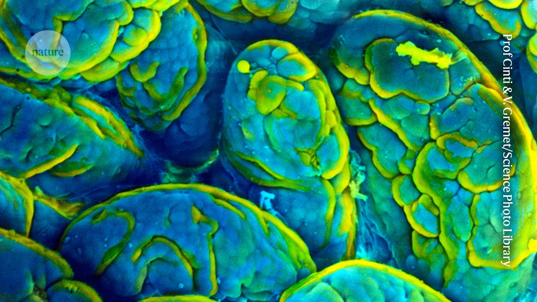 Gut Bacteria Reversal Could Restore Memory in Older Adults