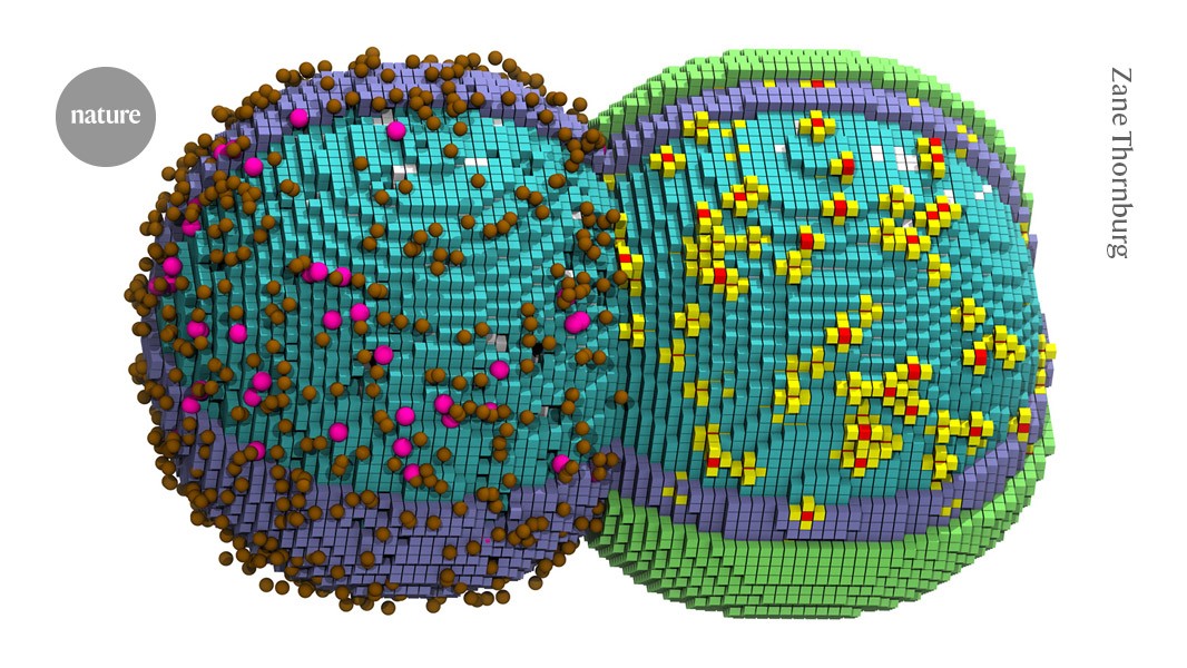 Computer-generated illustration showing a simulated bacterial cell beginning to divide into two cells