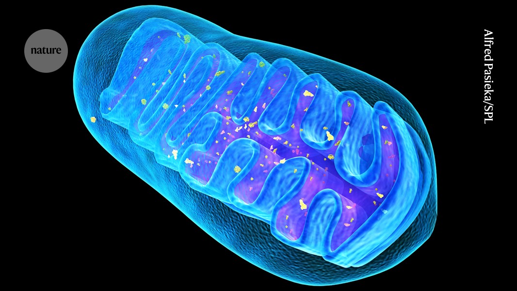 Scientists Cloak Mitochondria to Treat Deadly Disease in Mice