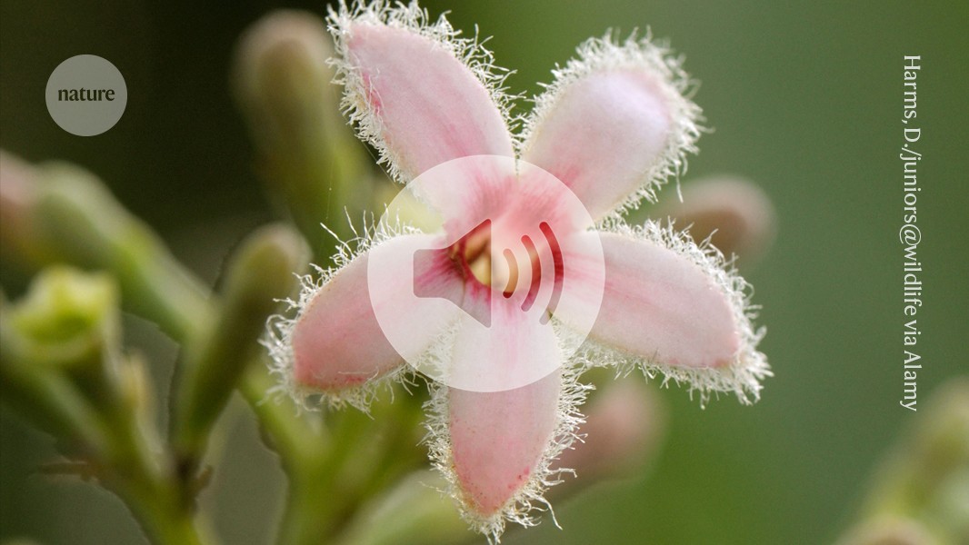 Scientists Crack How Plants Make Life-Saving Malaria Drug