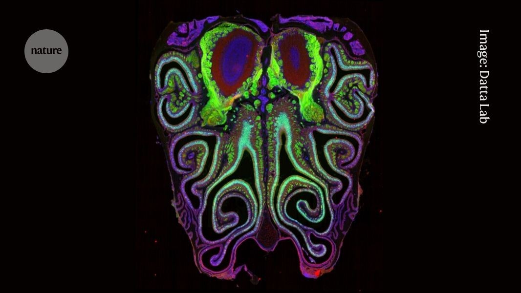 Scientists Map How Mouse Noses Actually Detect Smells