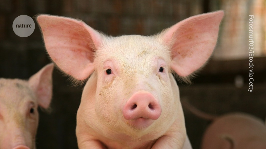 Lab-Grown Oesophagus Helps Pigs Swallow Again