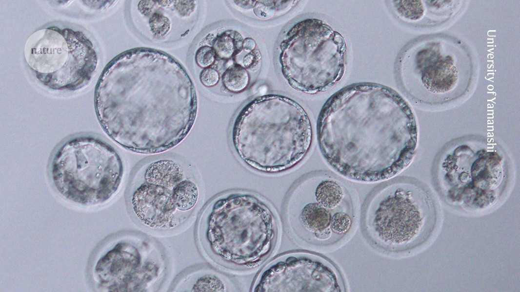 Scientists Clone Mice 58 Generations, Discover Key Limit