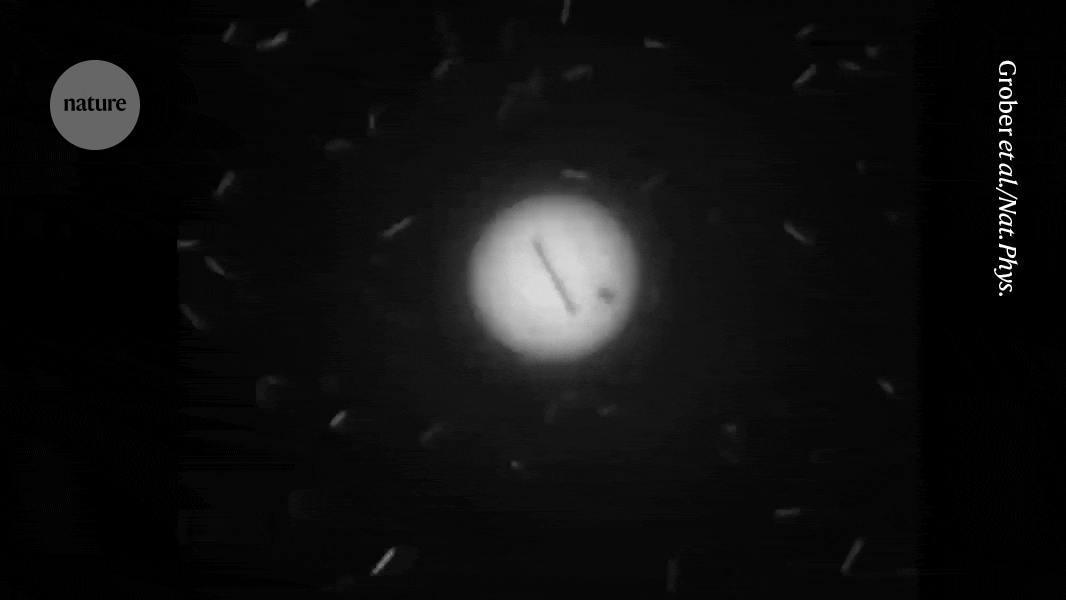 Microscopic view of E. coli bacteria swimming around a rotating disc-shaped puck