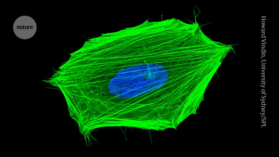 Microscopic view of colorful cancer cell with nucleus shown in blue and cellular structure