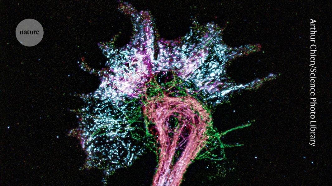 Scientists Inflate Cells 1,000x to Map Proteins on $10K Scope