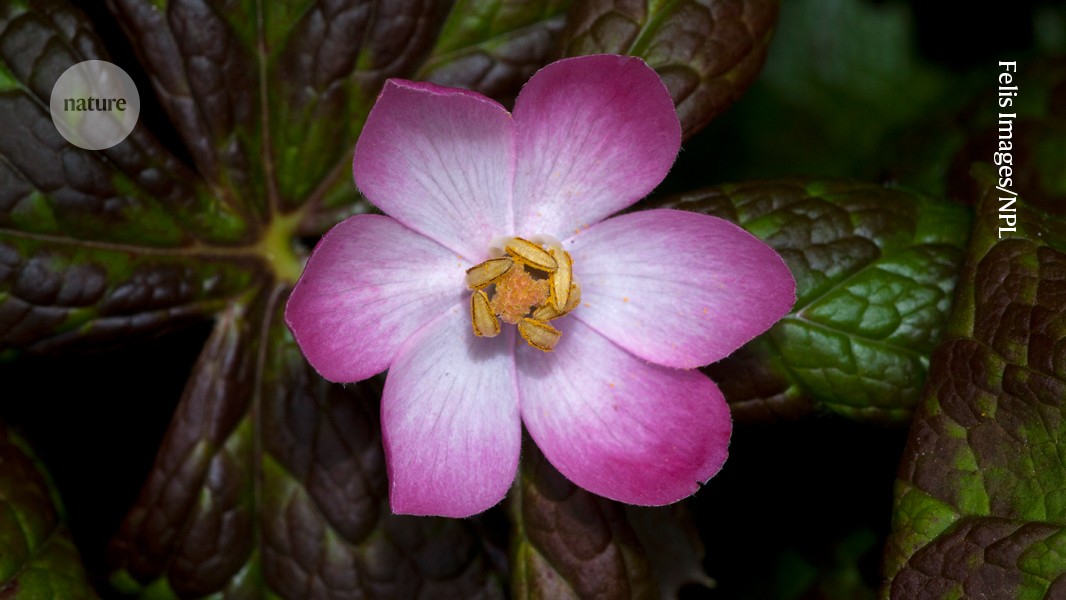 Baker's Yeast Could Make Cancer Drugs, Save Rare Plant