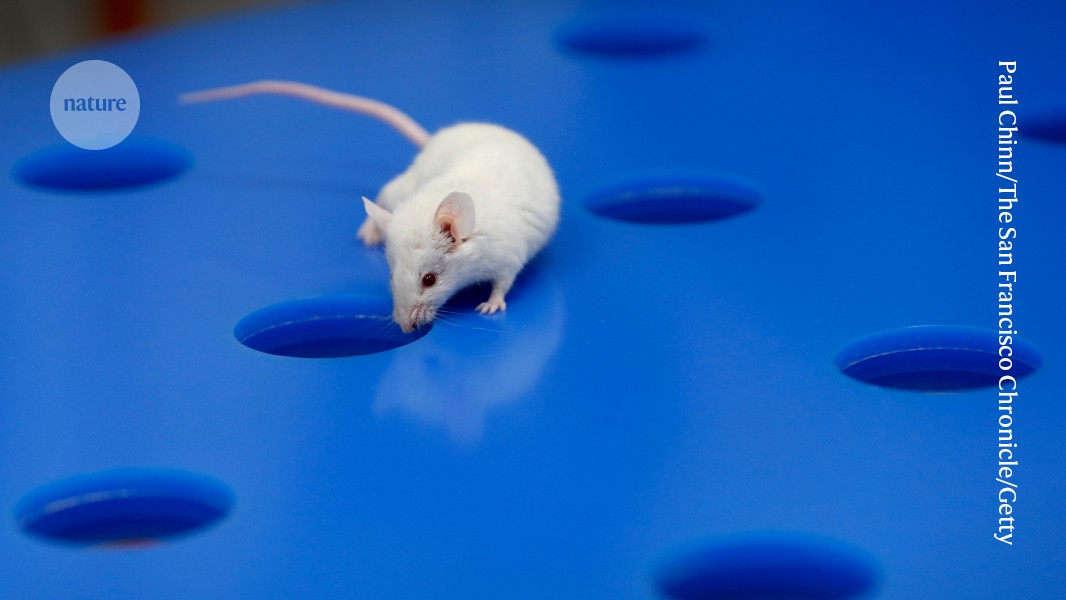 Male Hormones May Protect Boys from Asthma After Puberty