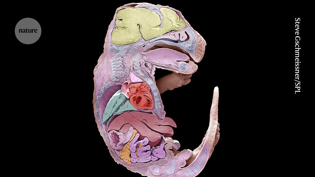 Scientists Map Mouse Embryo Development Cell by Cell