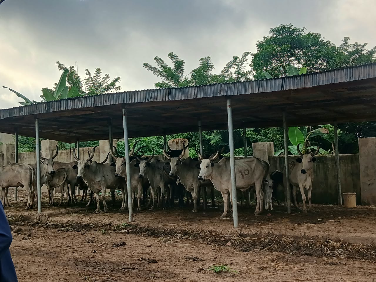 Oyo State Protects 4 Farms from Grazing Cattle This Week
