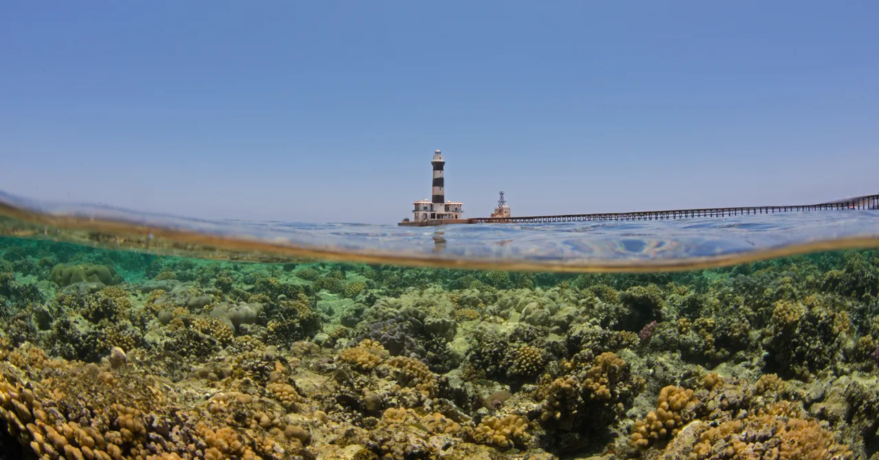 Egypt's Super Corals Show 88% Recovery After Heat Stress