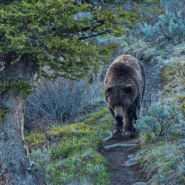 Yellowstone Grizzlies Surge from 136 to 1,000 Bears