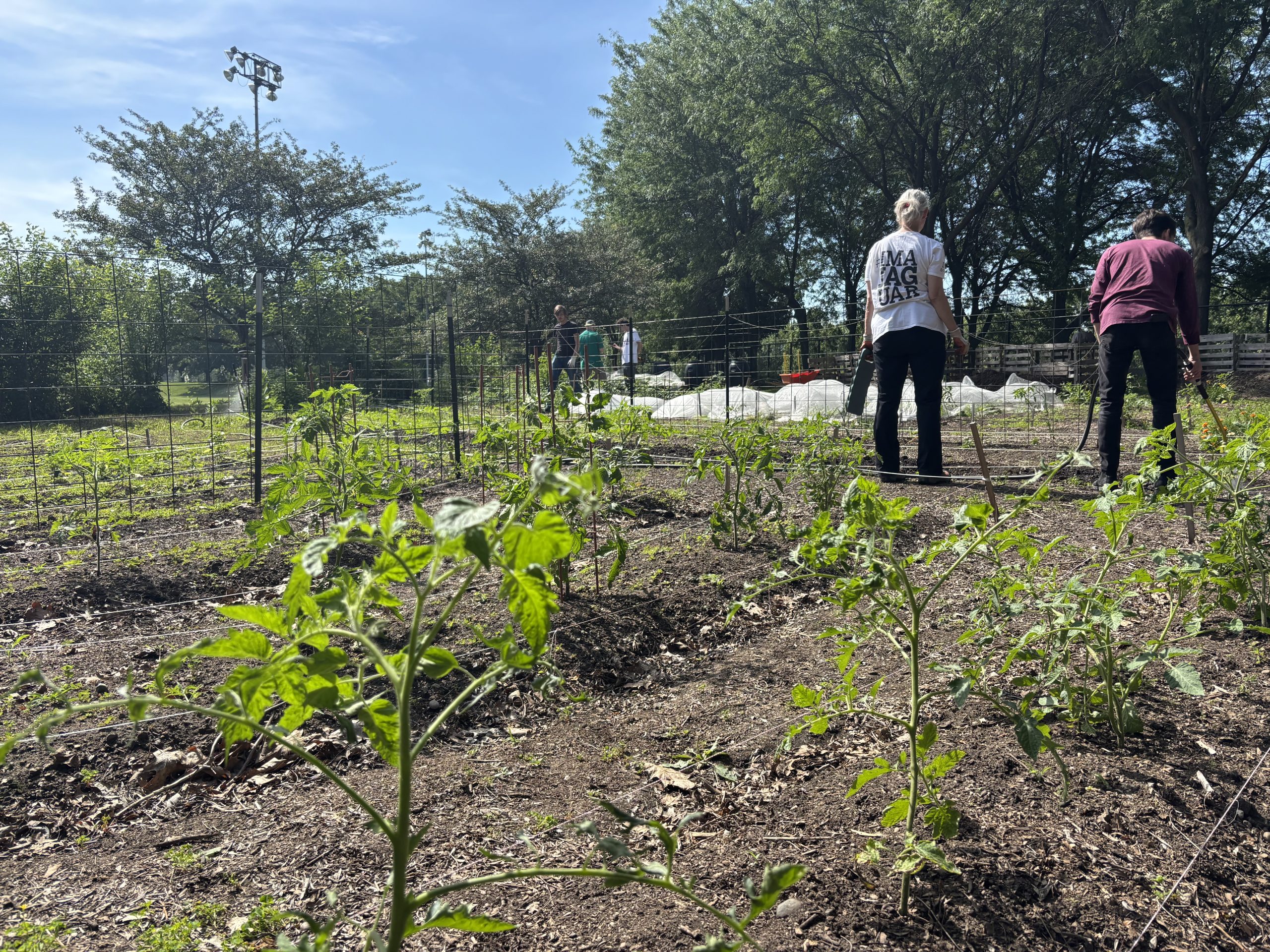 IU Indianapolis Urban Garden Seeks Summer Volunteers
