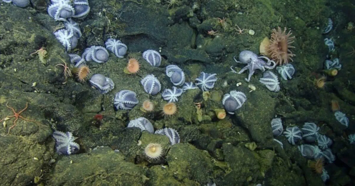 20,000 Octopuses Found Thriving in California's Ocean Garden
