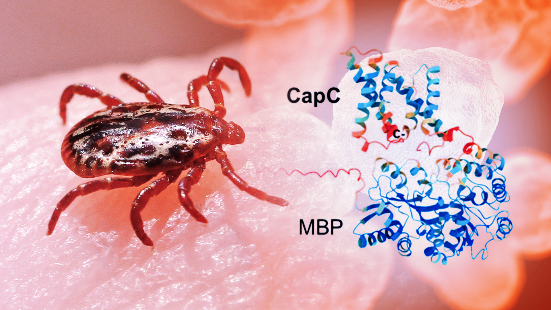 ASU Scientists Find Weak Spot in Dangerous Tick Disease