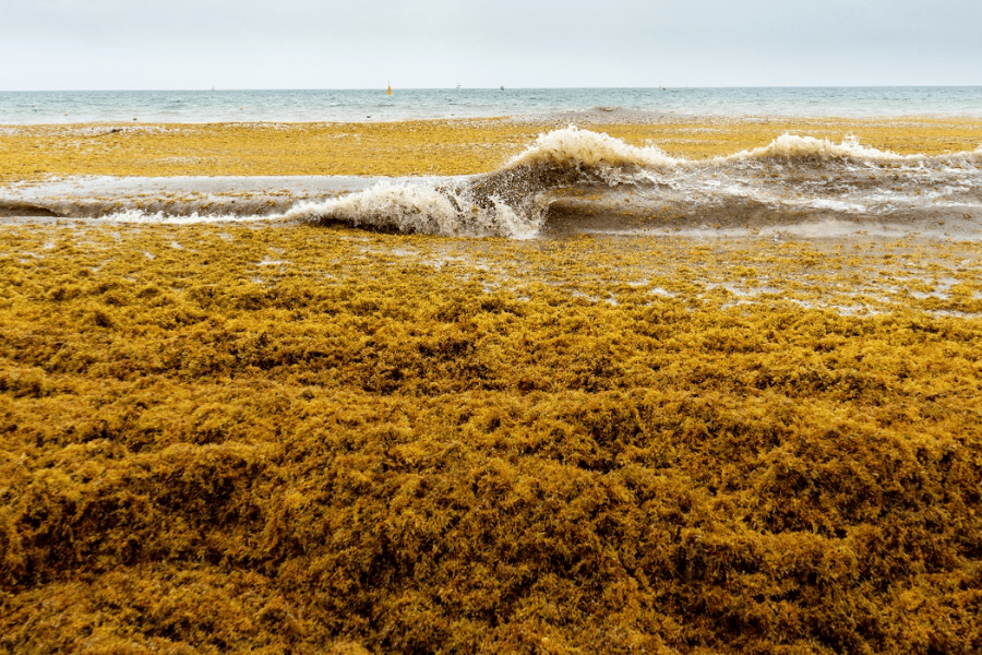 Florida Researchers Turn Beach Nuisance Into Food Ingredient