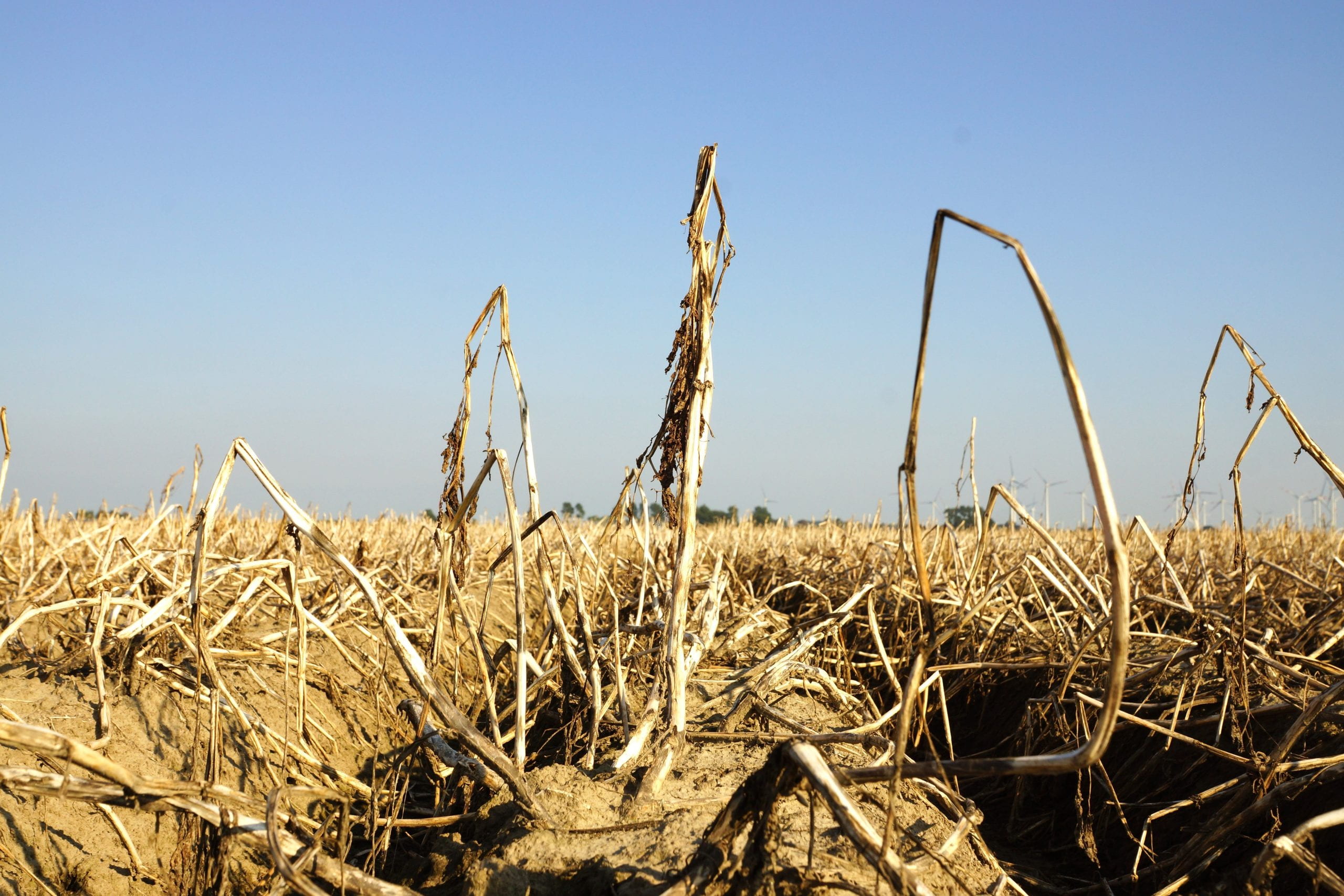 Scientists Train Soil to Resist Climate Change Effects - Image 2