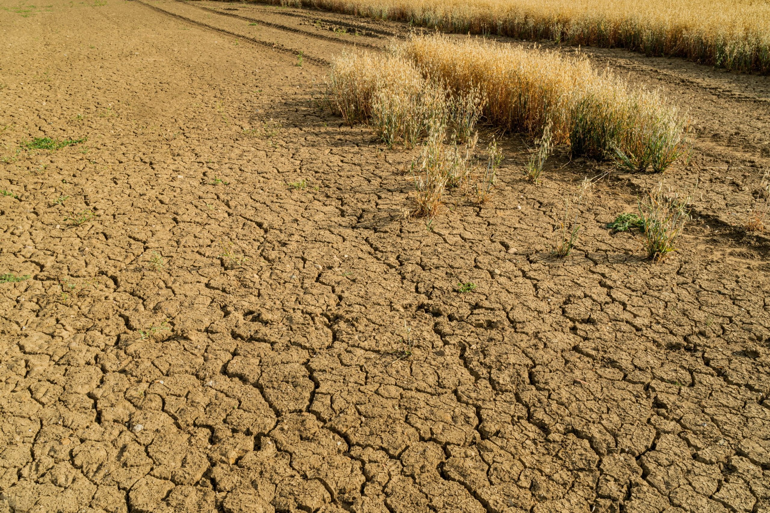 Close-up of healthy soil with visible crops growing, representing climate-resilient agricultural microbiomes