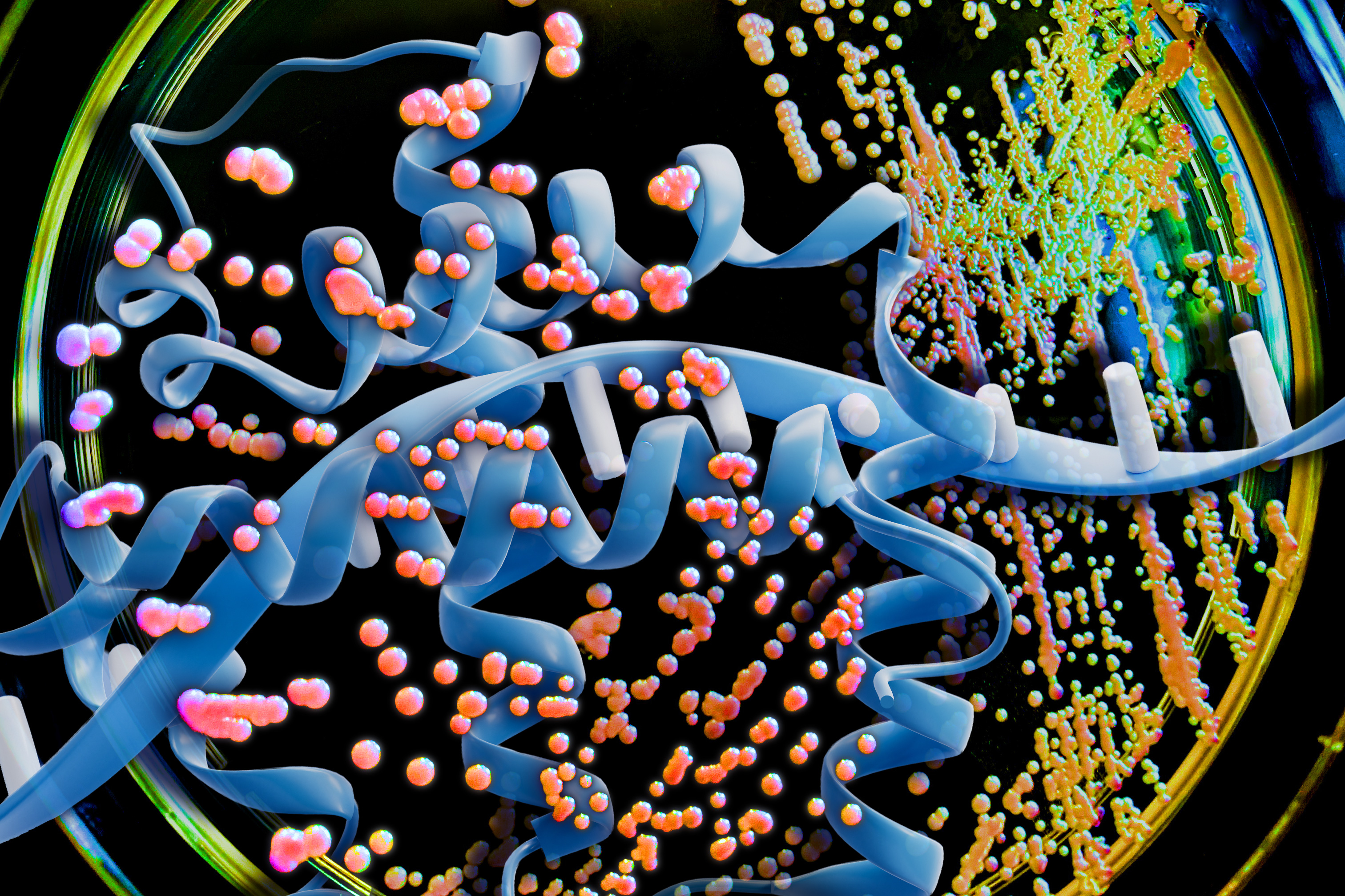 Microscopic view of industrial yeast cells used to manufacture protein-based drugs and vaccines