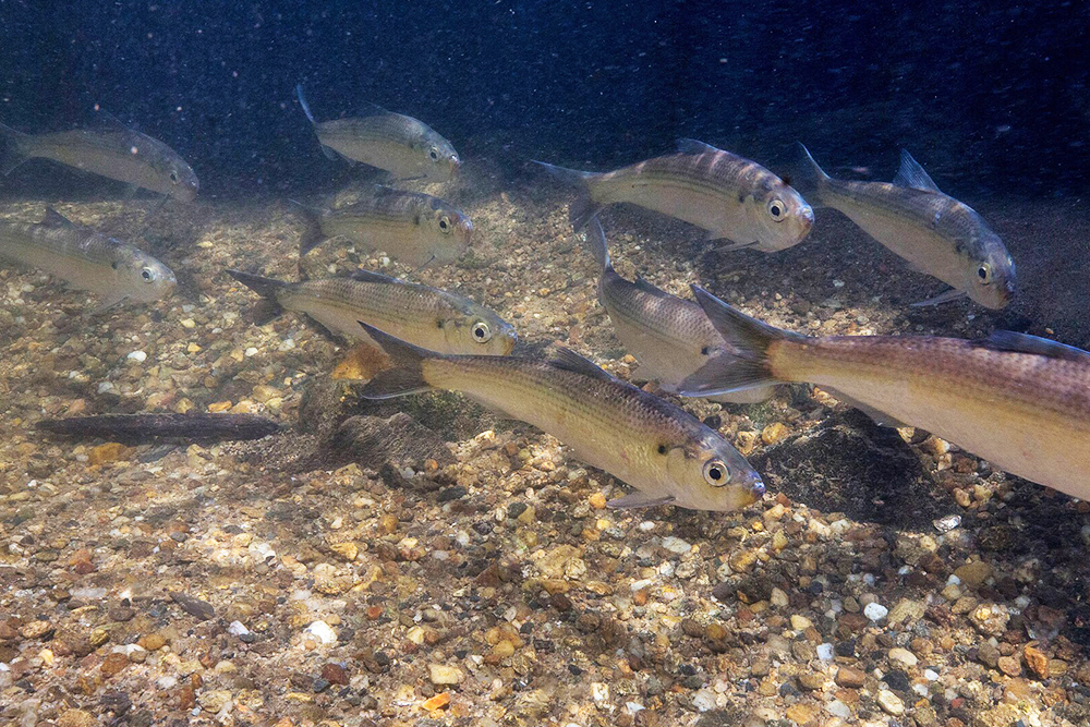 AI Fish Counter Helps Save Herring in Massachusetts Rivers