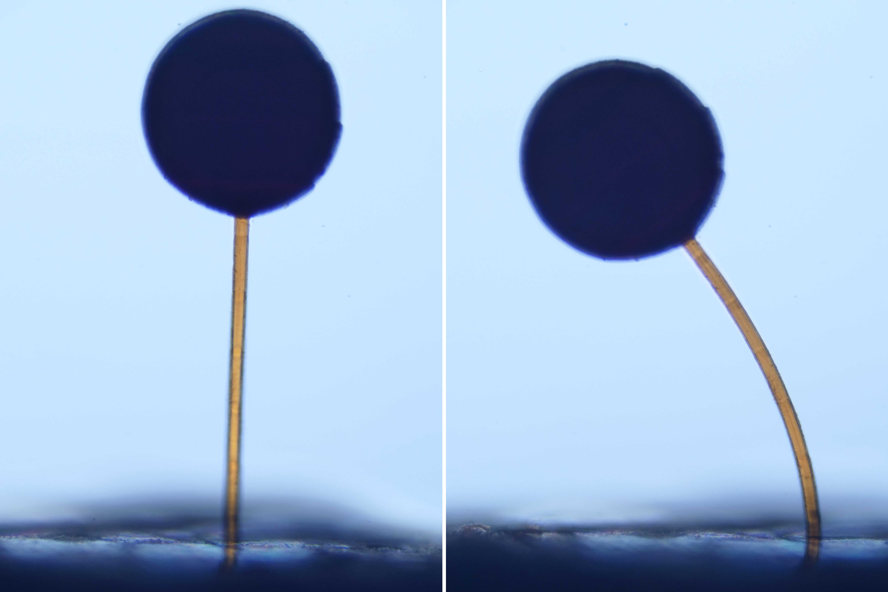 Microscopic lollipop-shaped structures smaller than sand grain bending toward magnet