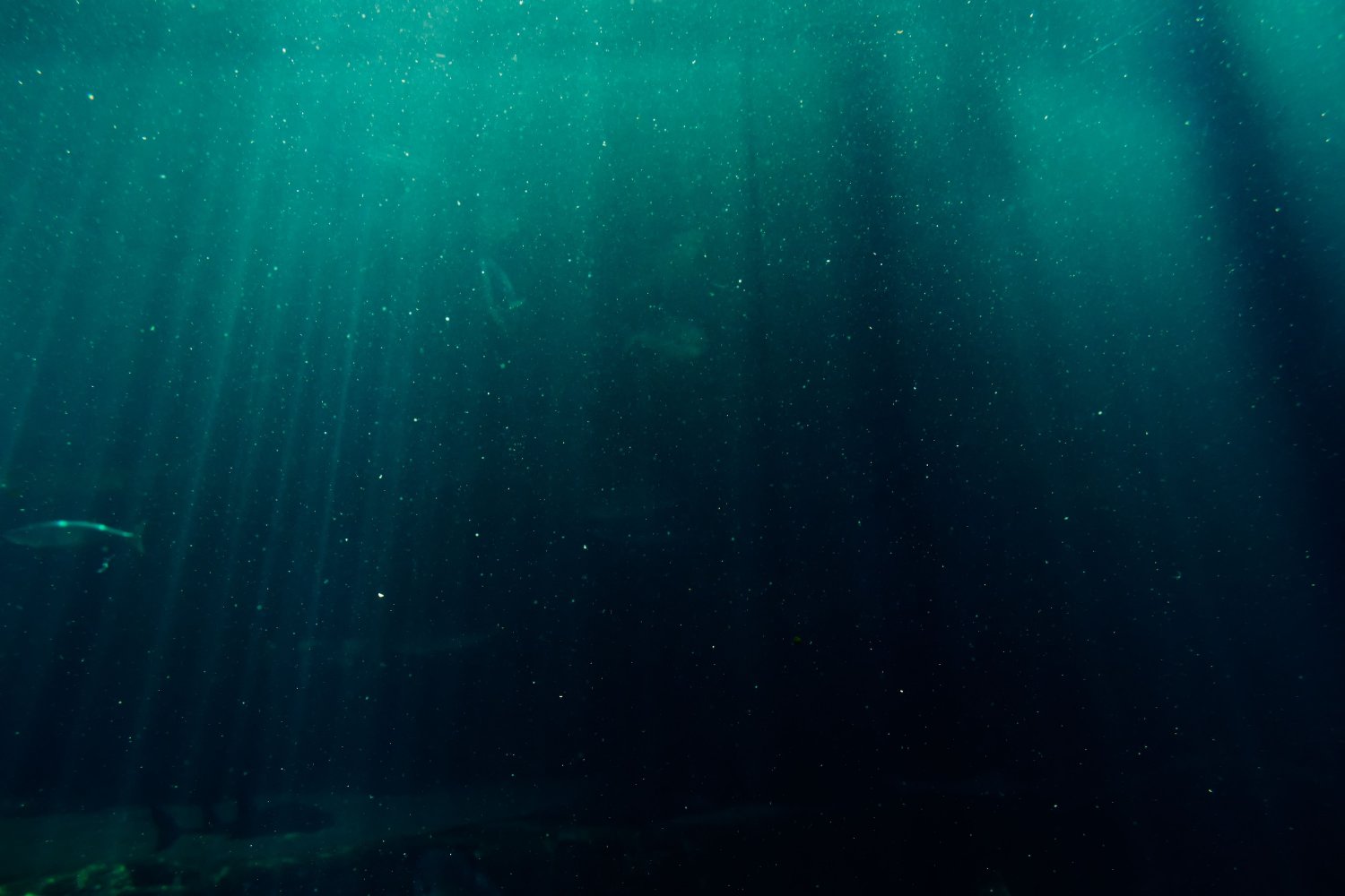 Ocean's Most Abundant Microbe Lives Two Lives, Stores Carbon