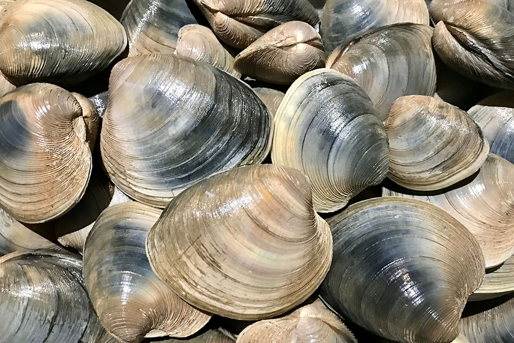 MIT Builds Free Tool to Help Massachusetts Shellfishers