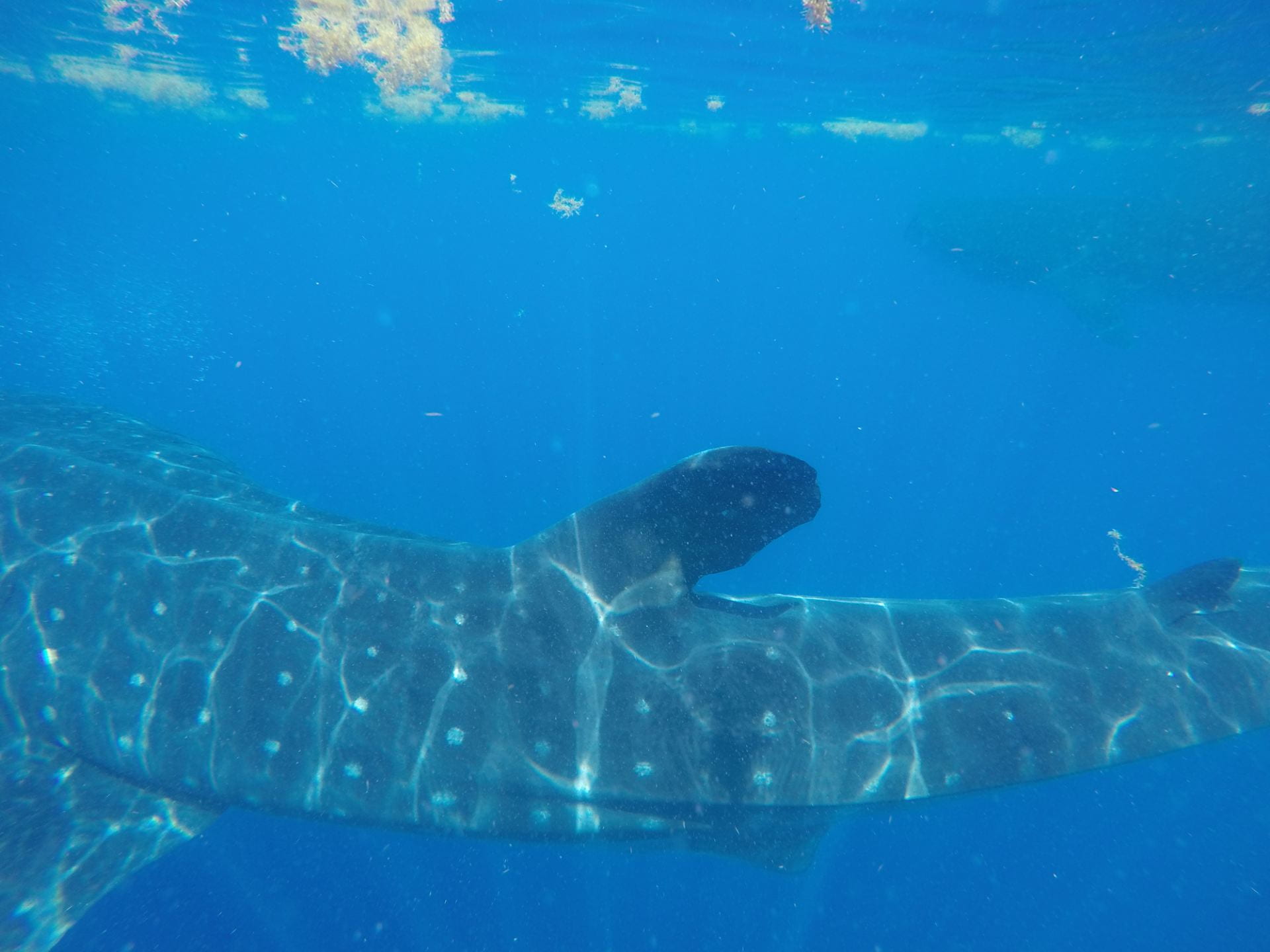 Whale Shark Milo Tracked 34,000 Miles Over 10 Years