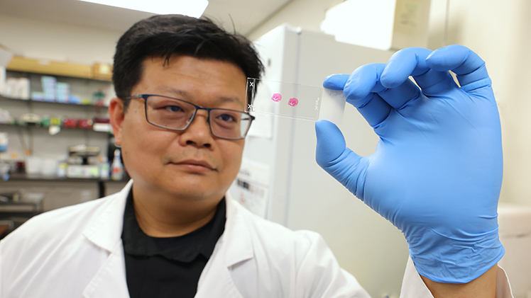 UToledo Scientist Targets Pancreatic Cancer's Weak Spot - Image 2