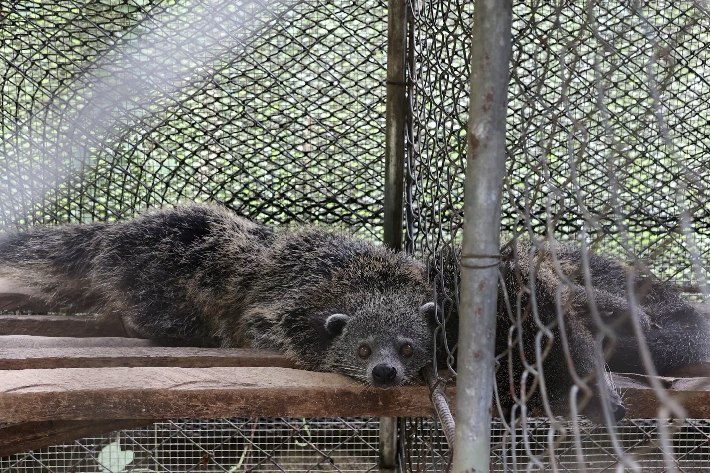 Two Neighbors in Philippines Save 12 Wild Animals