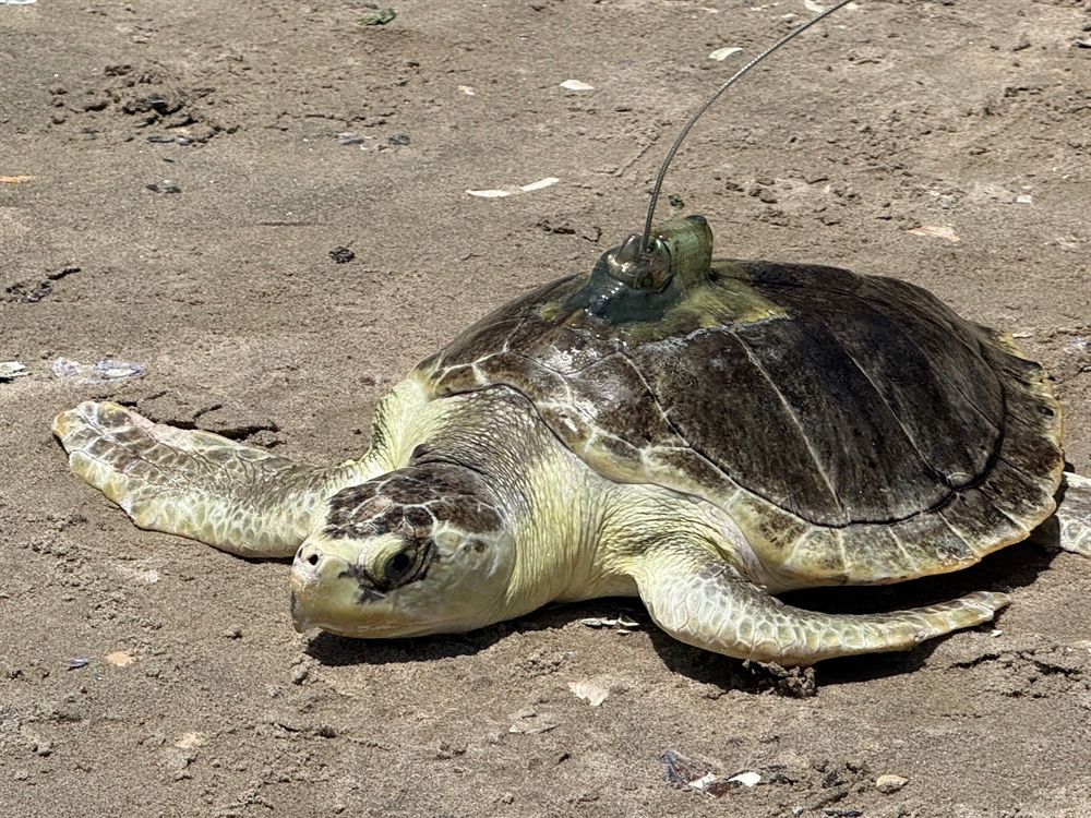 Endangered Sea Turtle Pancake Released After 8-Month Rescue