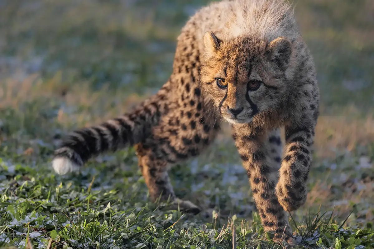 Virginia Sanctuary Brings Extinct Species Back to Life