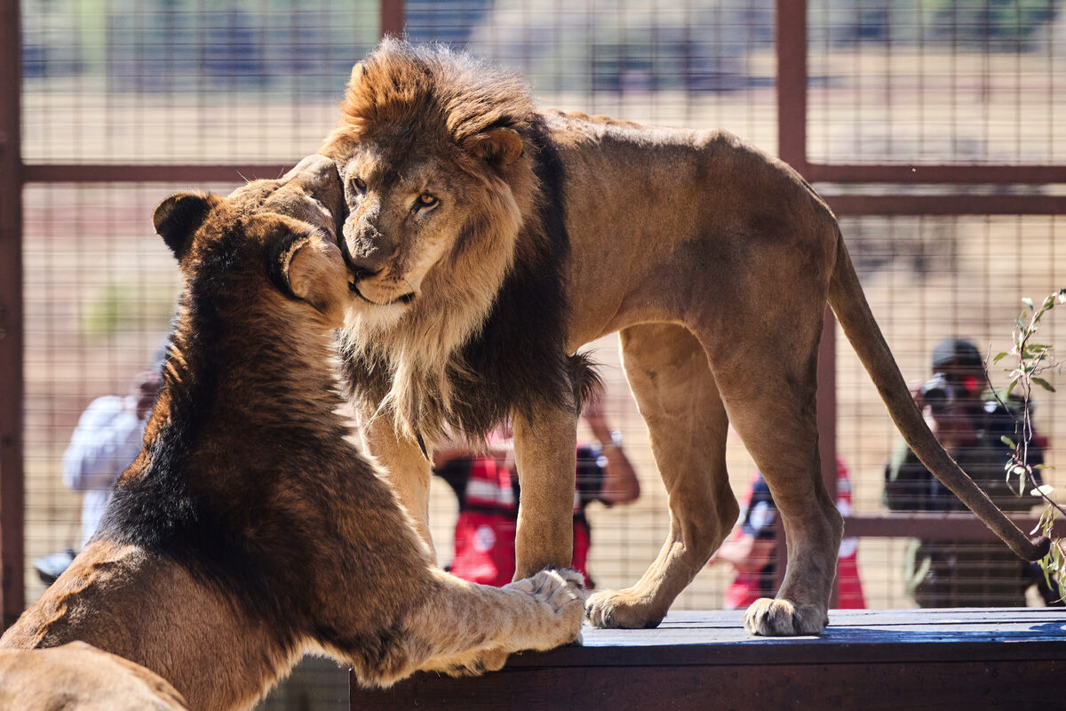 15 Big Cats Get New Life at South African Sanctuary
