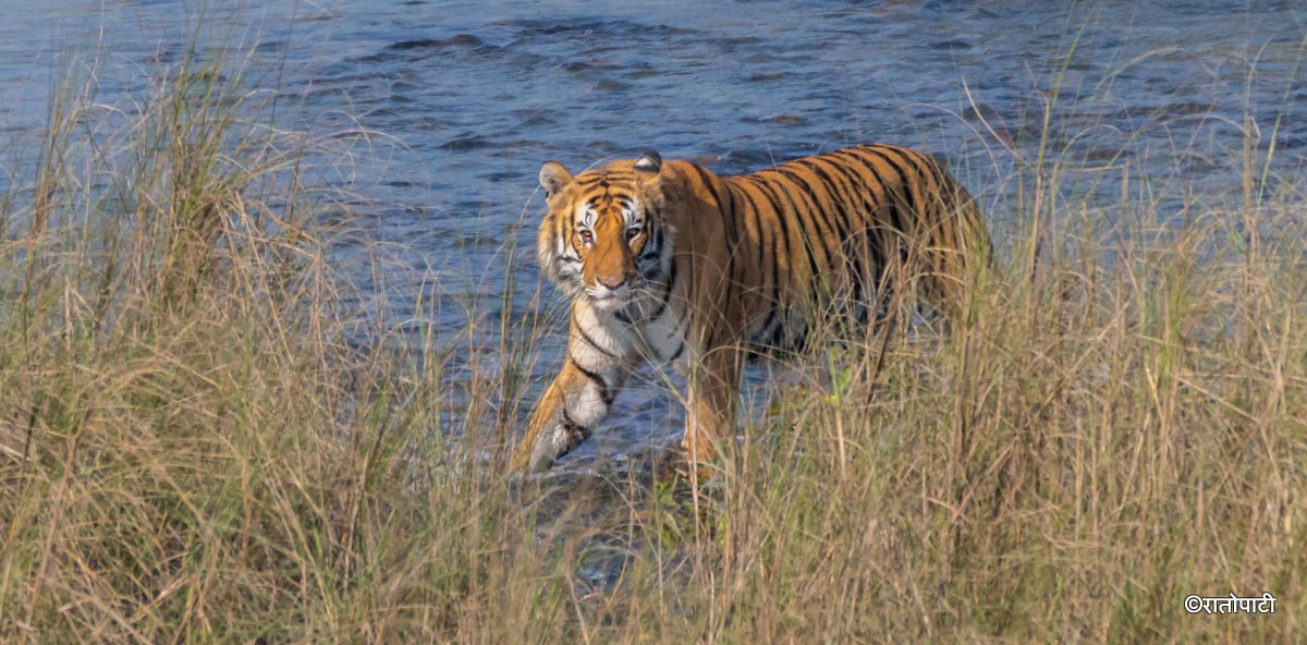 Nepal's Wild Tiger Population Soars to 429 - Image 3
